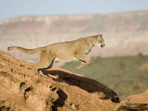how fast can a mountain lion run